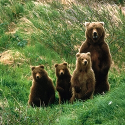 Пазл: Медвежье семейство