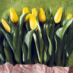 Пазл: Жёлтые тюльпаны