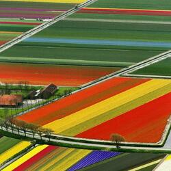 Пазл: Разноцветные поля