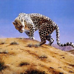 Пазл: Аравийский леопард