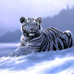 Пазл: Сибирский тигр
