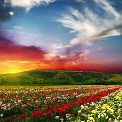 Пазл: Закат над цветущим полем