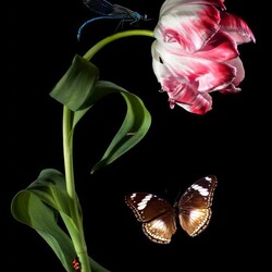 Пазл: Тюльпан и бабочка