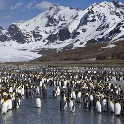 Пазл: Страна пингвинов