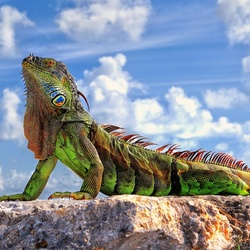Пазл: Зеленая игуана(Флоридский дракон)