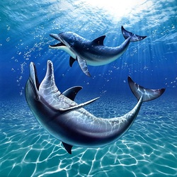 Пазл: Игривые дельфины