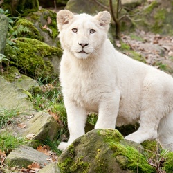 Пазл: Белый львенок 