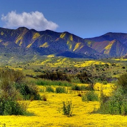 Пазл: Желтая долина