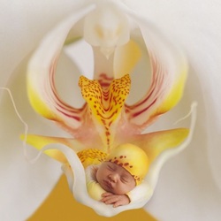 Пазл: Малыш-орхидея
