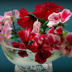 Пазл: Цветки герани