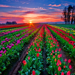 Пазл: Закат над тюльпанами   
