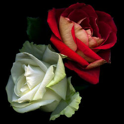 Пазл: Две розы