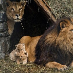 Пазл: Львиная семья в Новосибирском зоопарке