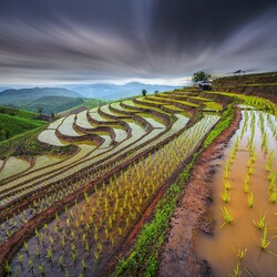 Пазл: Рисовые поля Таиланда