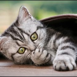 Пазл: Котенок в коврике