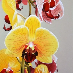 Пазл: Прекрасные орхидеи