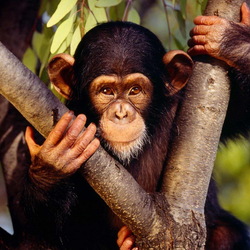 Пазл: Шимпанзе