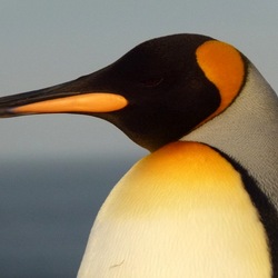 Пазл: Королевский пингвин