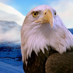 Пазл: Белоголовый орлан   