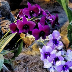 Пазл: Фестиваль орхидей