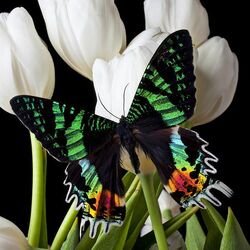 Пазл: Марроканская бабочка и тюльпаны