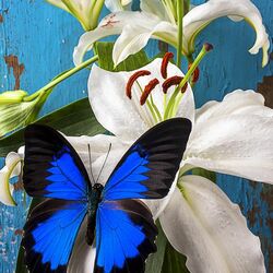 Пазл: Синяя бабочка на белой лилии