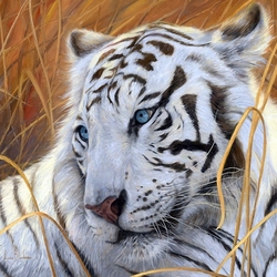 Пазл: Голубоглазый тигр