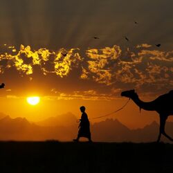 Пазл: Закат в Африке