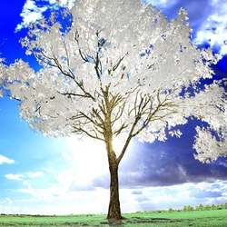 Пазл: Белое дерево