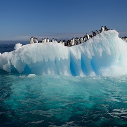 Пазл: Теплый день в Антарктиде