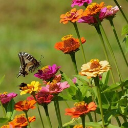 Пазл:  Бабочка, пчелка и цветы