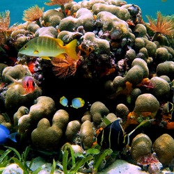 Пазл: Коралловые домики