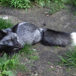 Пазл: Чёрно-бурая лисица