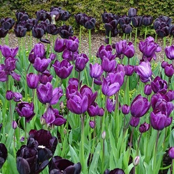 Пазл: Черные тюльпаны