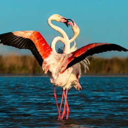 Пазл: Фламинго в брачном танце
