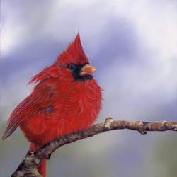Пазл: Птица-кардинал
