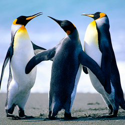 Пазл: Танцующие пингвины