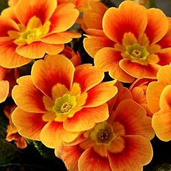 Пазл: Оранжевые цветы