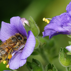 Пазл: Пчела на цветке