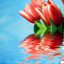 Пазл: Тюльпаны на воде
