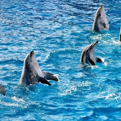 Пазл: Танец дельфинов
