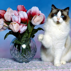 Пазл: Кошка и тюльпаны