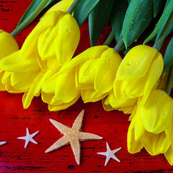 Пазл: Тюльпаны и морские звезды