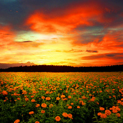 Пазл: Закат над цветочным полем