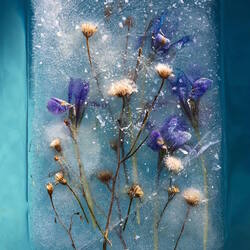 Пазл: Цветы во льду