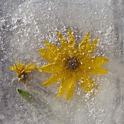 Пазл: Лед и цветы