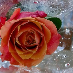 Пазл: Роза для Снежной королевы
