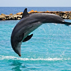Пазл: Прыжок дельфина