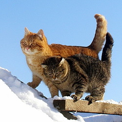 Пазл: Сибирские коты