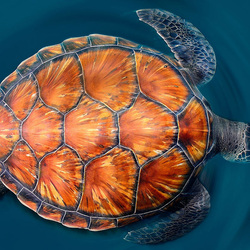Пазл: Морская черепаха